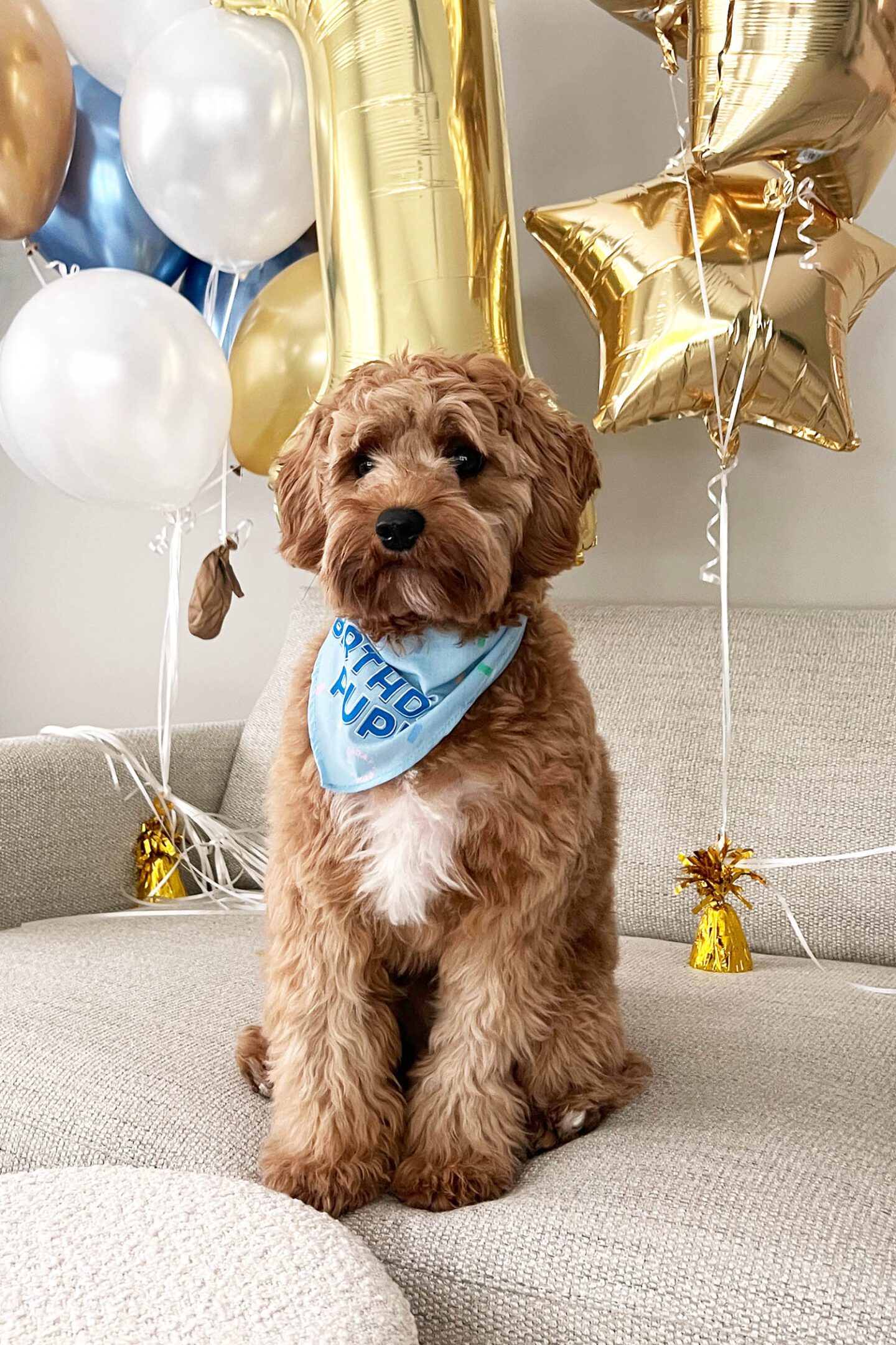 Ollie Cavapoo Turns 1 Year Old